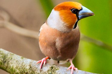 Grubodziób,- #zięby #ptaki #ogrody #natura #alicjaszrednicka #Grubodziób Kernbeißer