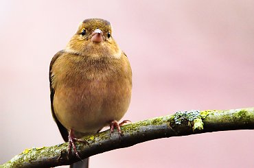 Zięba,- #zięby #ptaki #ogrody #natura #alicjaszrednicka