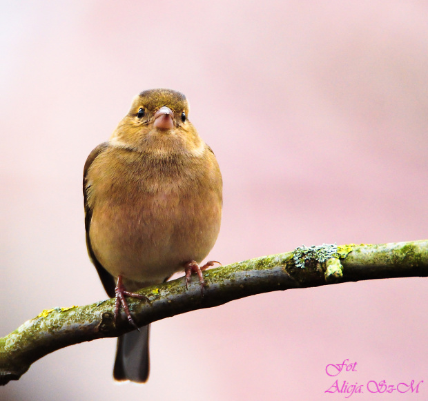 Zięba,- #zięby #ptaki #ogrody #natura #alicjaszrednicka