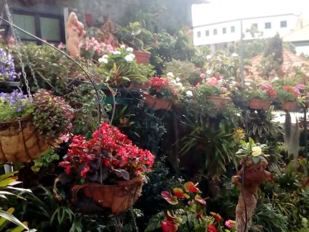 urban garden