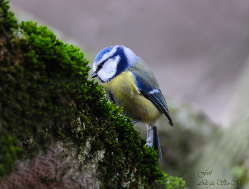Modraszka ,- #ptaki #sikorki #modraszki #zima #natura #fauna #alicjaszrednicka #fografia #foto