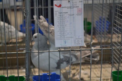 pawik indyjski krajowa wystawa Kielce 2019r (indische pfautauben, Polnische nationale Vogelausstellung Kielce 2019 )