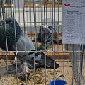 garłacz pomorski, krajowa wystawa Kielce 2019r (pommersche kröpfer, Polnische nationale Vogelausstellung Kielce 2019 )