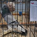 garłacz pomorski, krajowa wystawa Kielce 2019r (pommersche kröpfer, Polnische nationale Vogelausstellung Kielce 2019 )