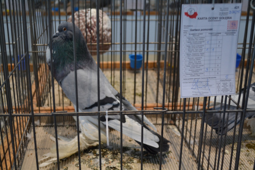 garłacz pomorski, krajowa wystawa Kielce 2019r (pommersche kröpfer, Polnische nationale Vogelausstellung Kielce 2019 )