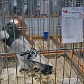 garłacz pomorski, krajowa wystawa Kielce 2019r (pommersche kröpfer, Polnische nationale Vogelausstellung Kielce 2019 )