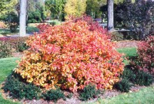 Fotergilla większa - Fothergilla major