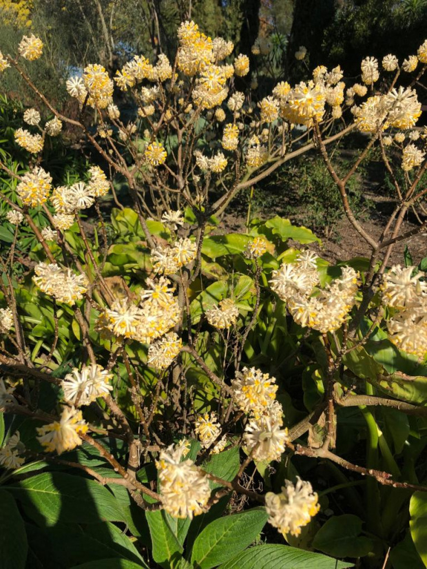 Fotergilla większa - Fothergilla major