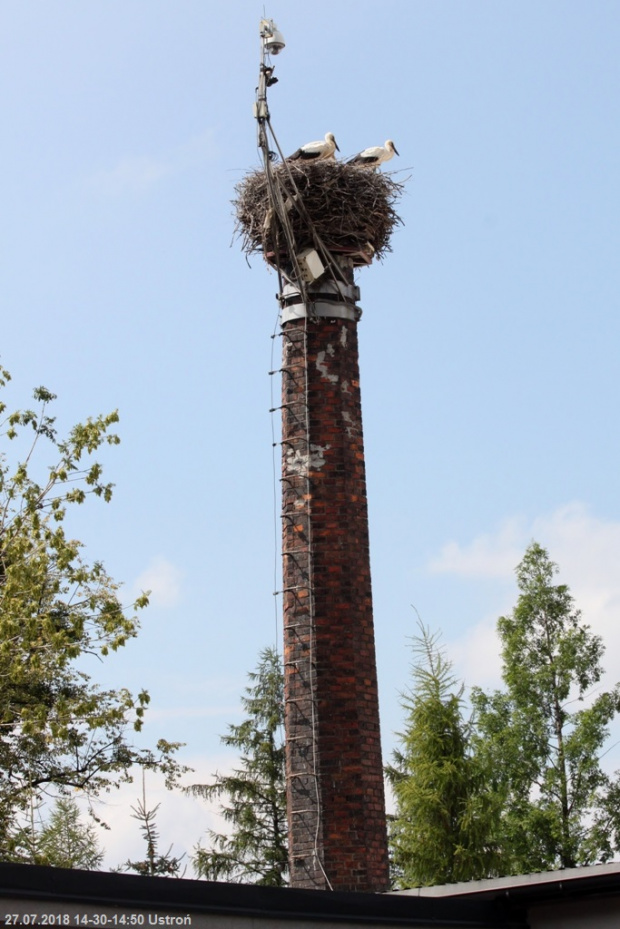 Usytuowanie gniazda - komin