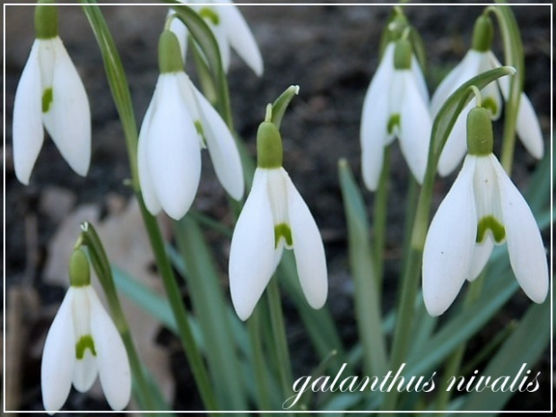 galanthus