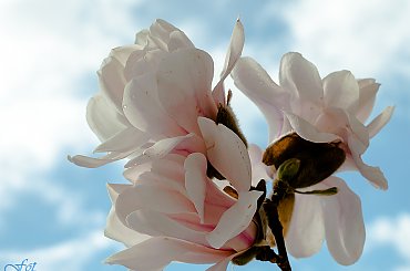 Magnolie2 #wiosna2019 #magnolie #natura #drzewa #kwiaty