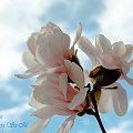 Magnolie2 #wiosna2019 #magnolie #natura #drzewa #kwiaty