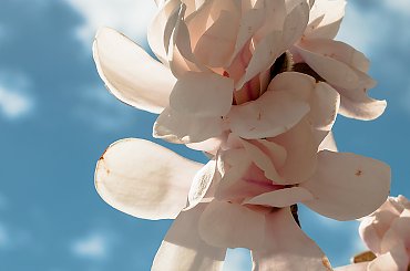 Magnolie..,- #wiosna2019 #magnolie #natura #drzewa #kwiaty