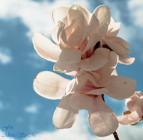 Magnolie..,- #wiosna2019 #magnolie #natura #drzewa #kwiaty