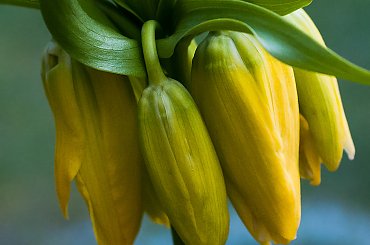 cesarska Korona jak co roku podjadane przez insekty.. :( #wiosna #porzeczki #krzewy #cesarskakorona #ogrody #natura #przyroda