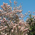 Magnolia tulipanowa