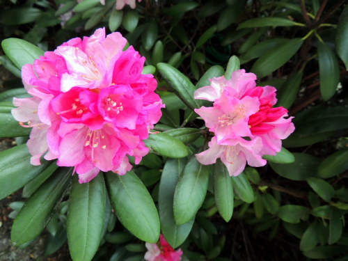 Rhododendron sp.