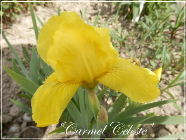 iris carmel celeste