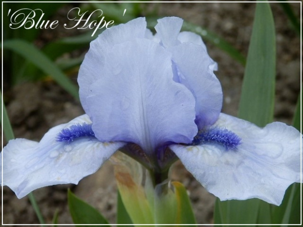 iris blue hope