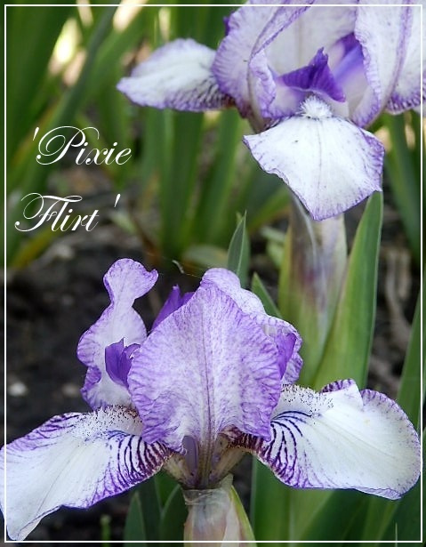 iris pixie flirt