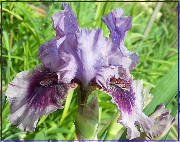 iris fiolet ib