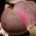 Pleiospilos nelii v. rubriflora