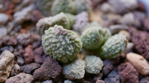 Adromischus marianiae herrei