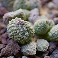 Adromischus marianiae herrei