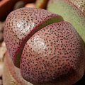 Pleiospilos nelii 'Royal Flush'