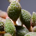 Adromischus marianiae herrei 'Coffeebean'