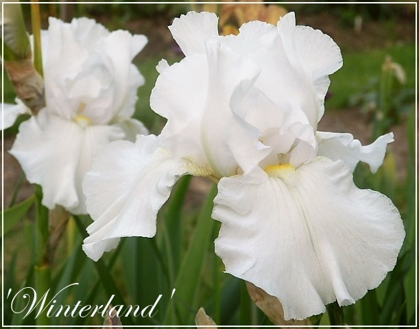 iris winterland