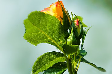 Roza w moim ogrodzie #kwiaty #rose #blumen #macro #przyroda #natura #ogrody