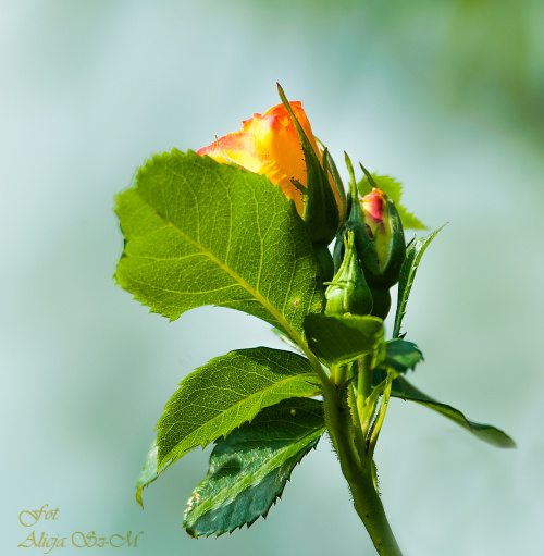 Roza w moim ogrodzie #kwiaty #rose #blumen #macro #przyroda #natura #ogrody