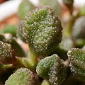 Adromischus marianiae herrei 'Coffeebean'