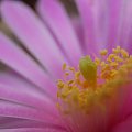 Echinocereus pulchellus ssp. venustus