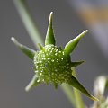 Dorstenia foetida