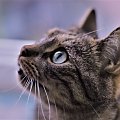 D3100 YN 50mm 1.8
