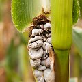 Grzyby na kukurydzy.. #krydziane #grzyby #kukurydza #pasozyty #natura