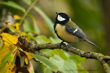 #ptaki #Fink #zieby #kowalik #rudzik