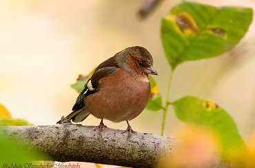 #ptaki #Fink #zieby #kowalik #rudzik