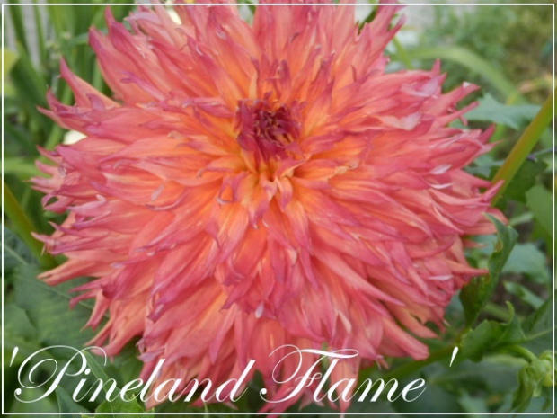 dahlia 'pineland flame'
