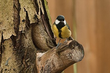 #ptaki #buchfink #zieby #kowaliki #bogatki #natura #przyroda