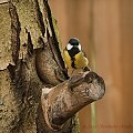 #ptaki #buchfink #zieby #kowaliki #bogatki #natura #przyroda