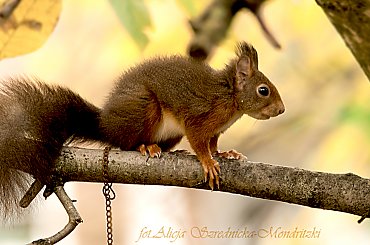 Wiewiórka smakoszka pestek slonecznikowych dla ptaków :)) #zwierzeta #naura #przyroda #wiewiorki