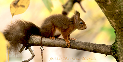 Wiewiórka smakoszka pestek slonecznikowych dla ptaków :)) #zwierzeta #naura #przyroda #wiewiorki
