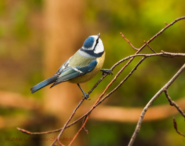 Modraszka:- #modraszki #zieby #ptaki #natura #przyroda