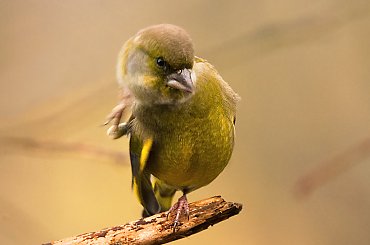 Dzwoniec:- #dzwonce #modraszki #zieby #ptaki #natura #przyroda