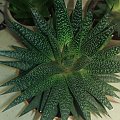 Aloes