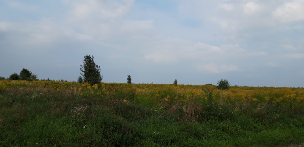 Pola i łąki pod Mstowem