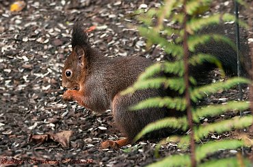 wiewiórek co raz to wiecej ... #wiewiórki #zwierzeta #natura